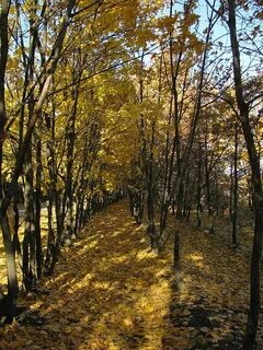 В старом парке есть кленовая аллея