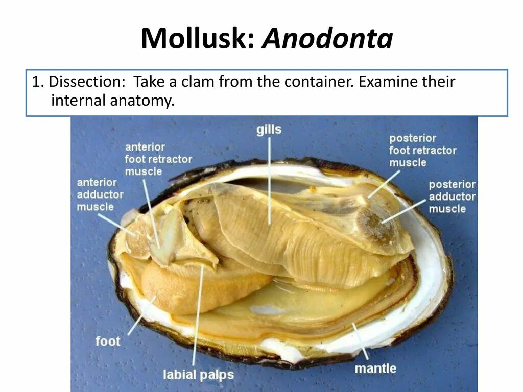 Беззубка моллюск. Анатомия устрицы. Анатомия моллюсков. Строение устрицы.