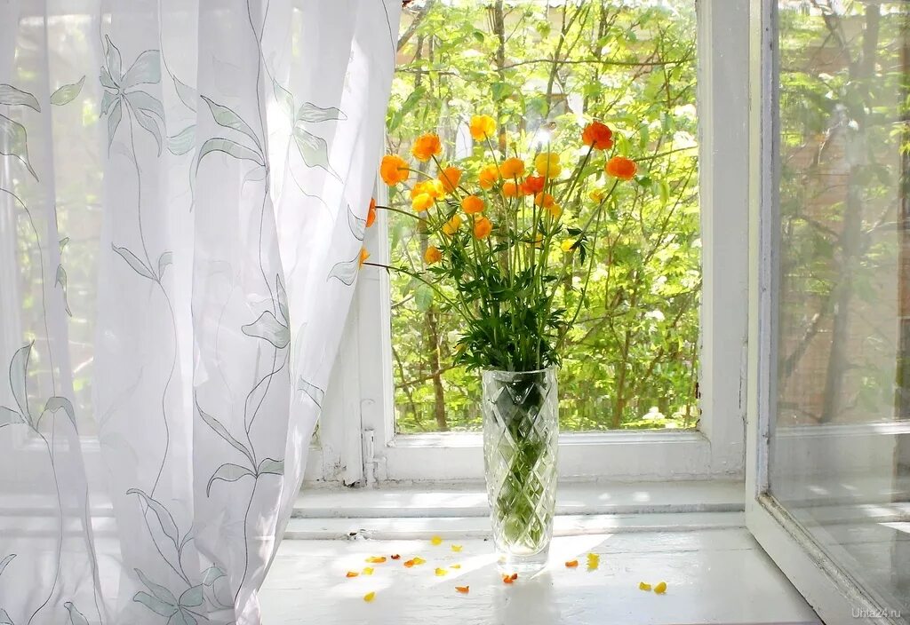 окно весна. природа за окном. окно в лето. летнее окошко. открытое окно.