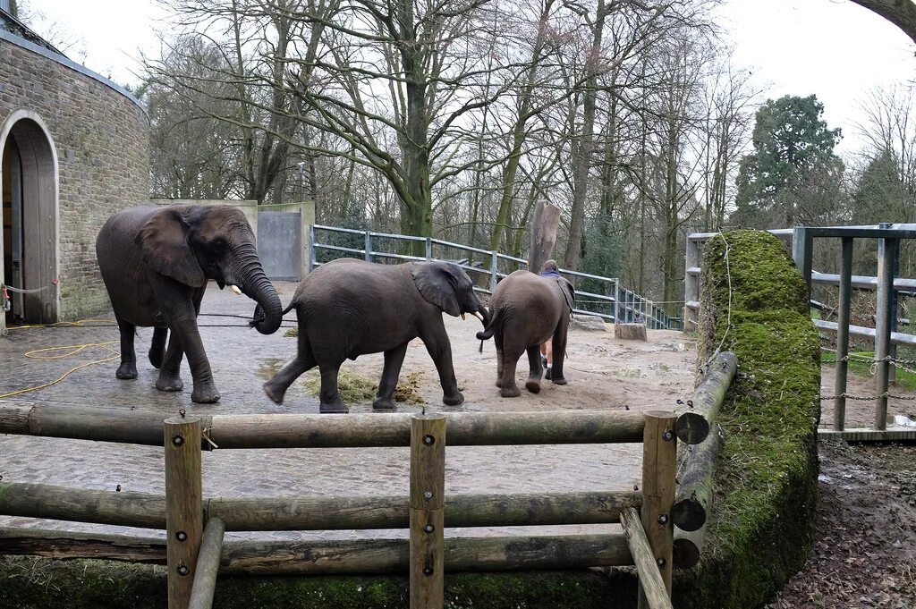 птицы тропических лесов. спокойствие животные. обезьяна в зоопарке. зоопарк green planet дубай. индийский зоопарк.