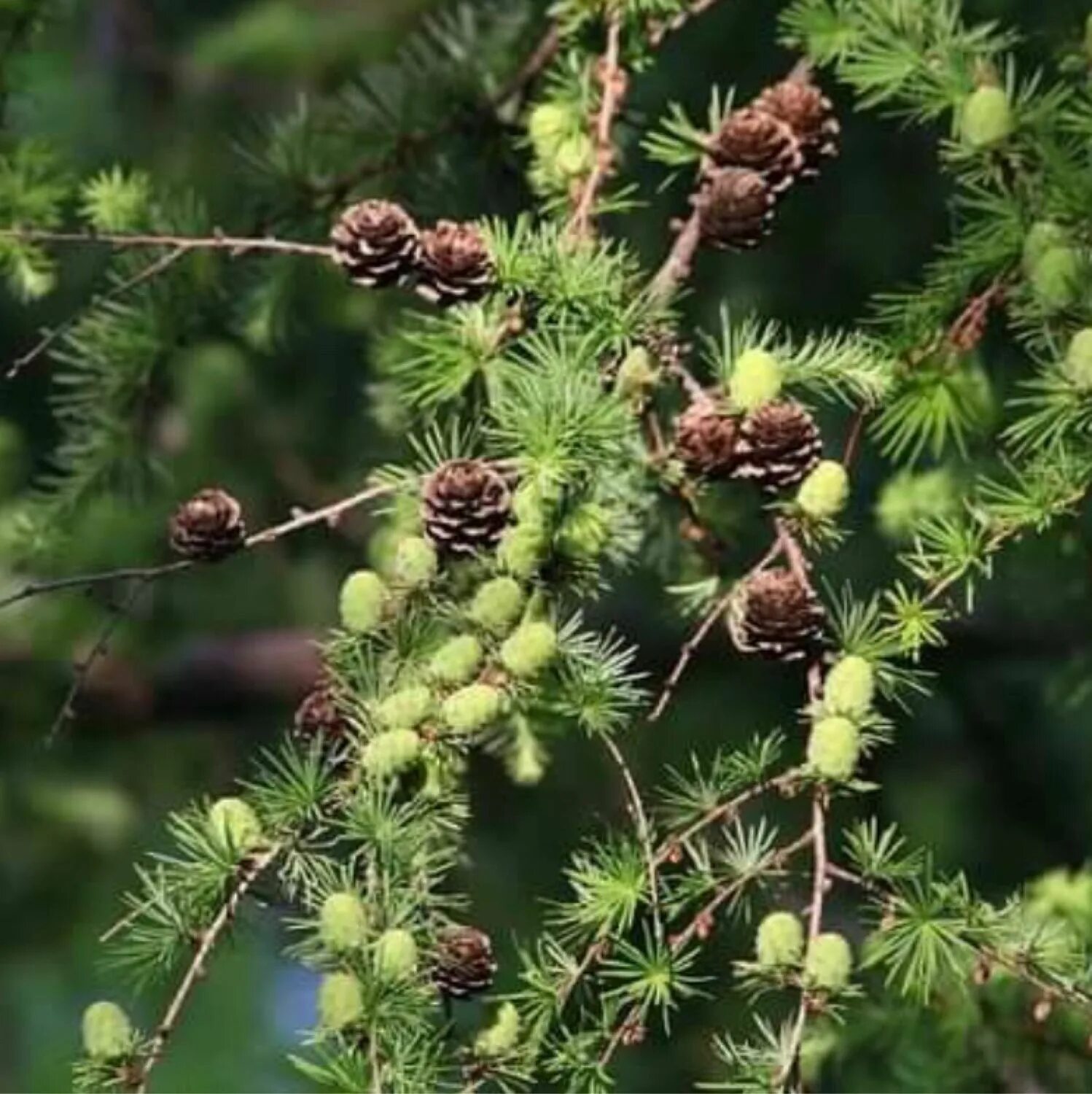 Хвойный 7 букв. Лиственница Сибирская Larix sibirica. Лиственница Сибирская Бригантина. Лиственница Сибирская (Larix sibirica Ledeb.). Лиственница Даурская шишки.