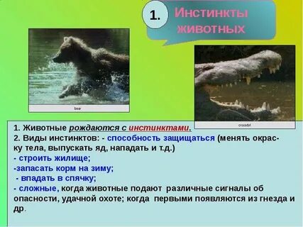 Песня животный инстинкт 84