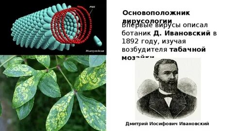 Имя ученого который впервые описал вирусный гепатит
