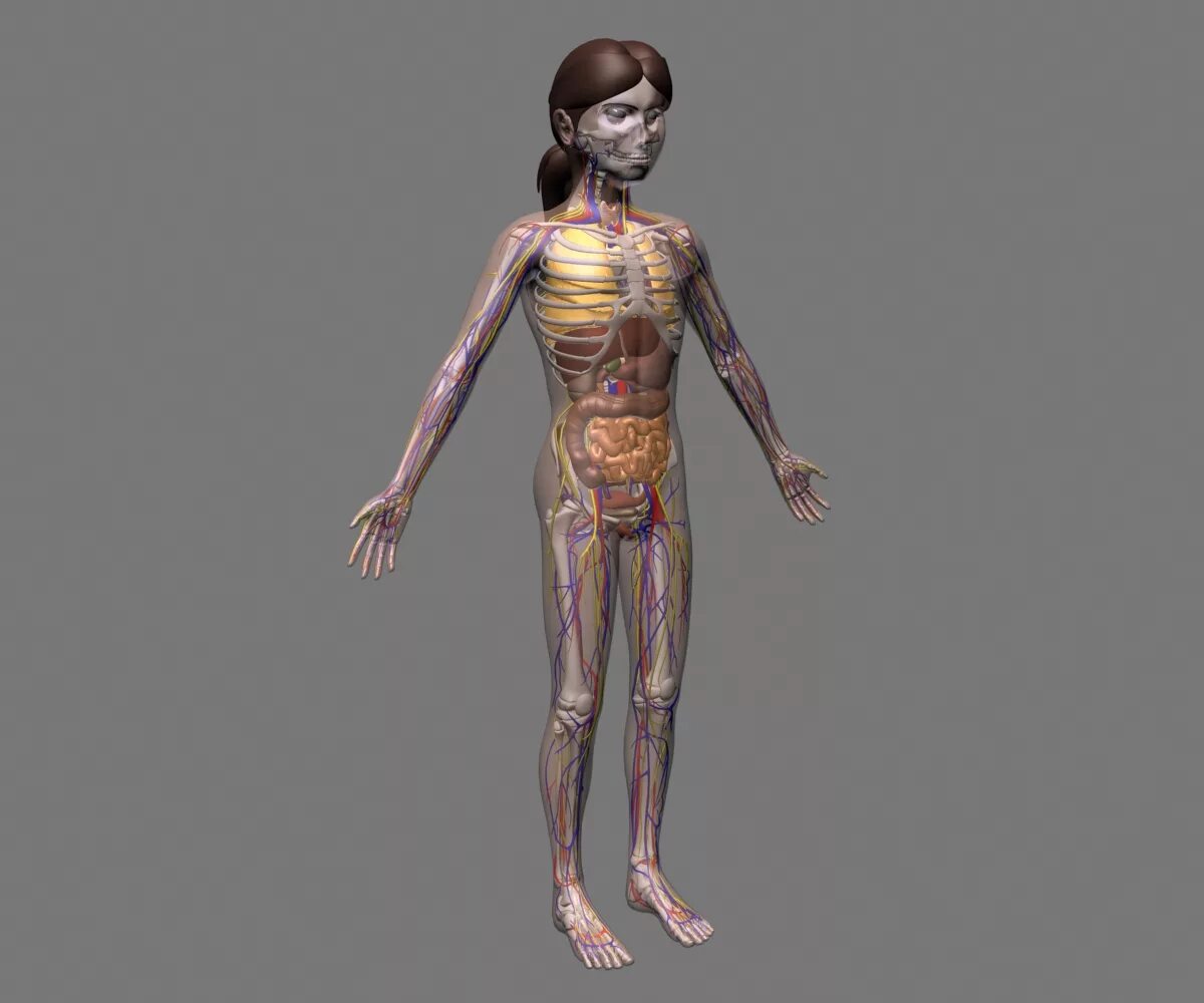 Двух организм девушки. Анатомия девочки. Анатомия тела девочки. Анатомия женского тела. Анатомия девушки подростка.