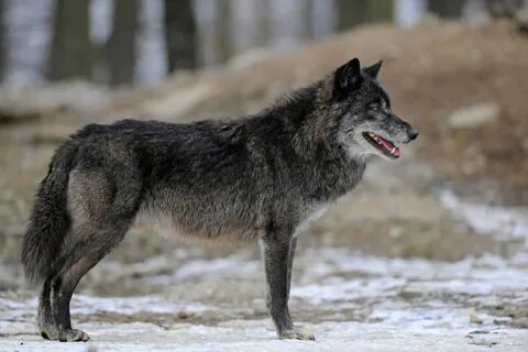 River wolves