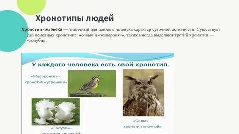 Хронотип