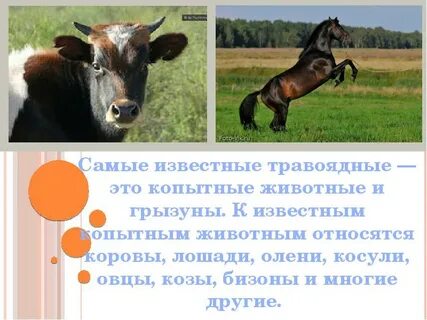 Травоядные это какие животные