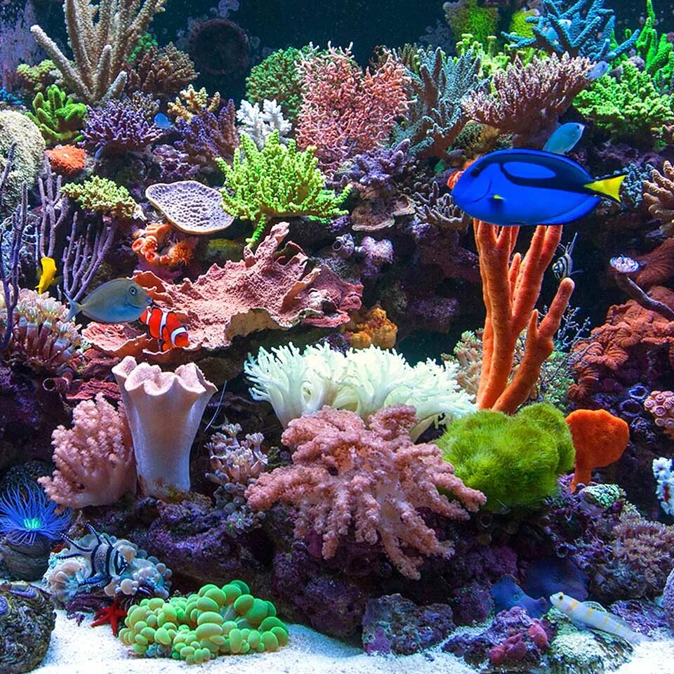Декорации для морского аквариума. Кораллы в морском аквариуме. Живые кораллы для аквариума. Декорации для морского аквариума. Мягкий риф морской аквариум.