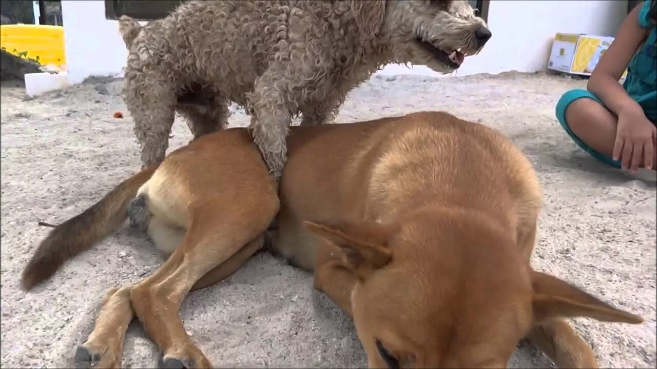Спаривание собак видео. Собаки спариваются с другими. Собака спаривается с человеком. Собаки спариваются. Пёс спарился с кошкой.