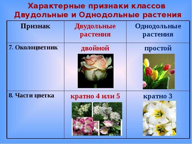 Покрытосеменные представители таблица. Семейства цветковых растений Однодольные. Двудольные Покрытосеменные растения. Признаки двудольных и однодольных растений околоцветник.