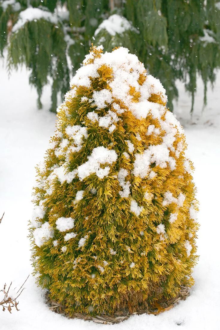 Туя колоновидная смарагд. Туя зимой. Зимняя туя. Thuja occidentalis filips magic moment. Туя фрисландия.