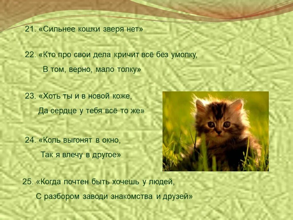 Зверя нет сильней. Сильнее кошки зверя. сильнее кошки зверя нет. сильнее кошки зверя нет крылатое выражение.