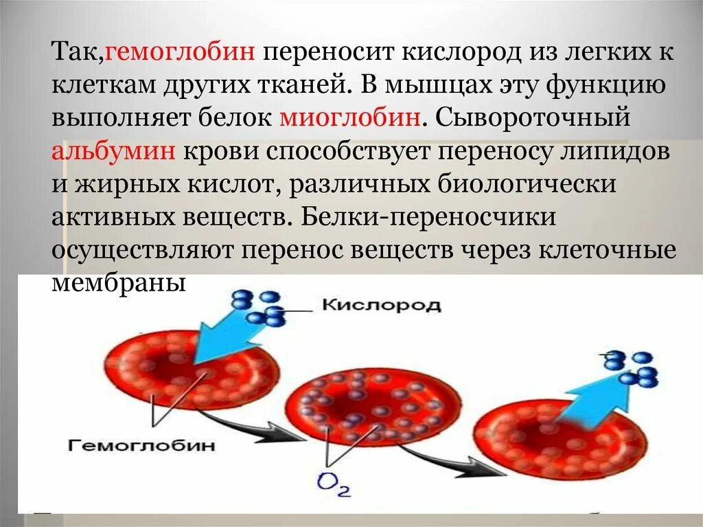 Кровь в организме выполняет функцию питательную. Гемоглобин переносит кислород. Функции гемоглобина в крови. Перенос кислорода в крови. Гемоглобин и кислород в крови.