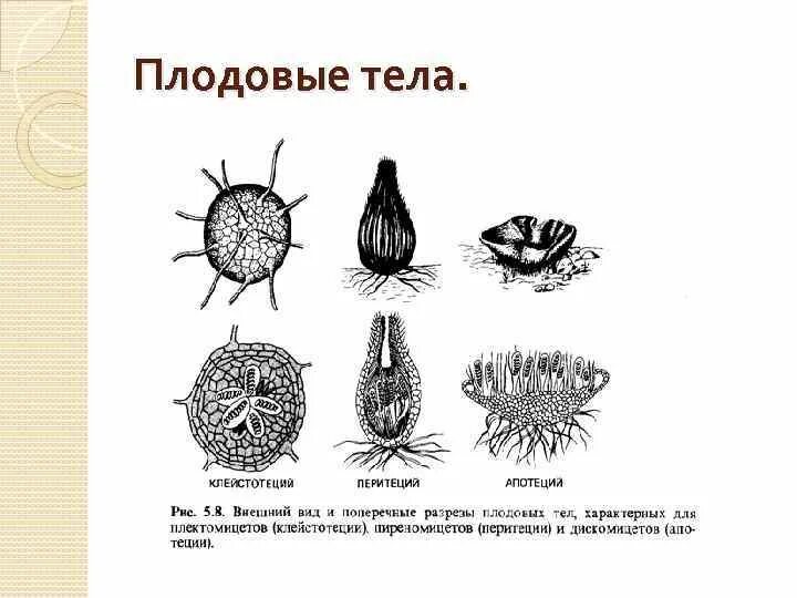 Плодовые тела аскомицетов. Жизненный цикл базидиальных грибов схема. Строение плодового тела аскомицетов. Тип плодового тела. Тип плодового тела.
