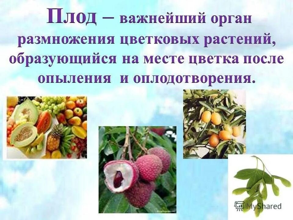 Каково значение семенных растений в природе. Плоды цветков растений. Плоды покрытосеменных растений. Плоды растений разнообразие. Презентация по теме плод.