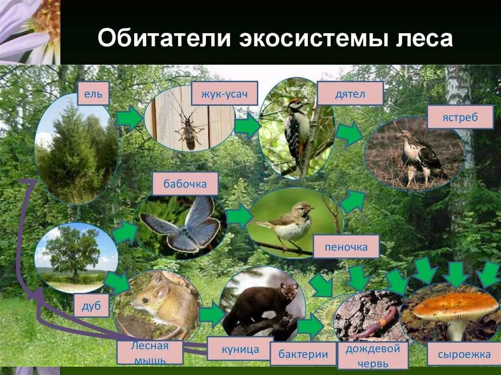 Разнообразие природных сообществ 5 класс таблица. Экосистема. Лесная экосистема. Экосистема лес. Биогеоценоз леса.