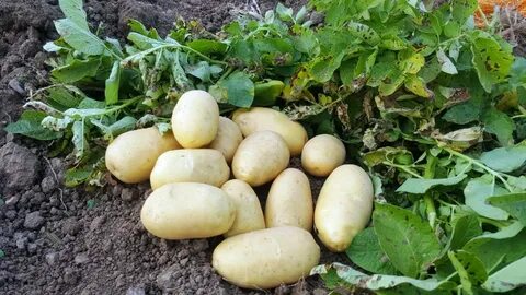 Совхоз картофель