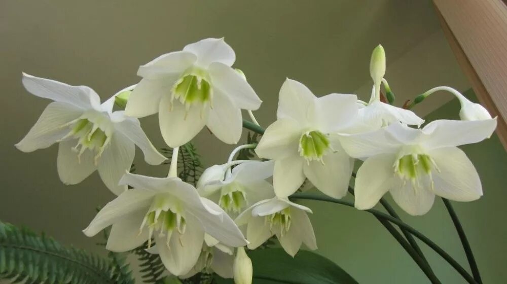 Комнатный цветок с белыми цветами название. Эухарис Амазонская Лилия. Лилия (Амазонская Лилия эухарис). Эухарис Сандера. Эухарис (комнатная Лилия).