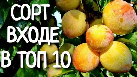 Слива байрон