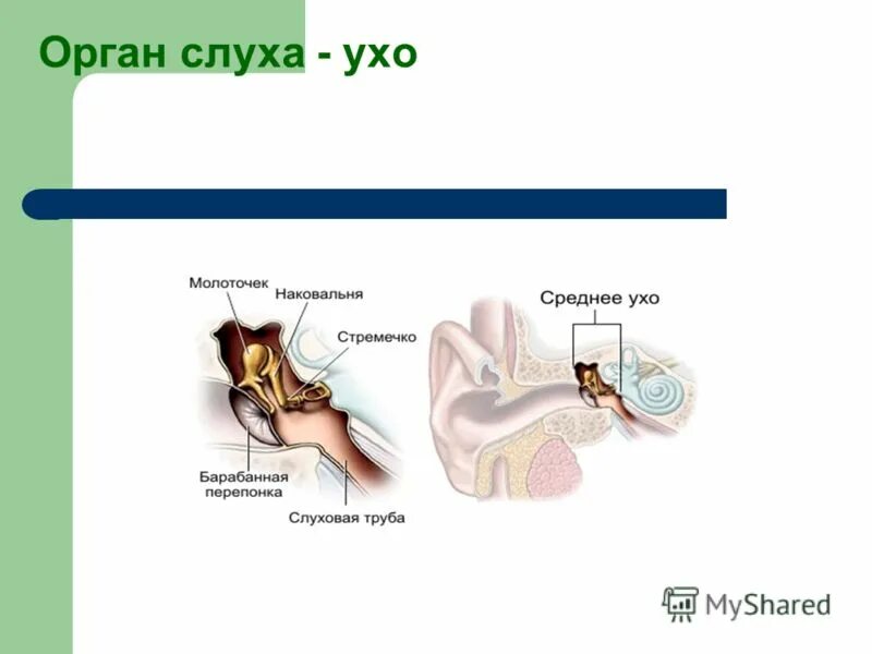 функции слуховых косточек среднего уха. функции полости среднего уха человека. среднее ухо строение и функции анатомия. полость среднего уха функции. строение среднего уха человека анатомия.