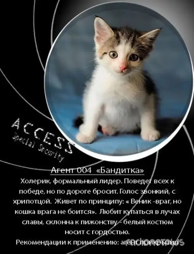 Объявления отдам котят в добрые. Красивые объявления о котятах. отдам котят объявление текст. необычные объявления о котятах. объявления о пристройстве котят интересные.