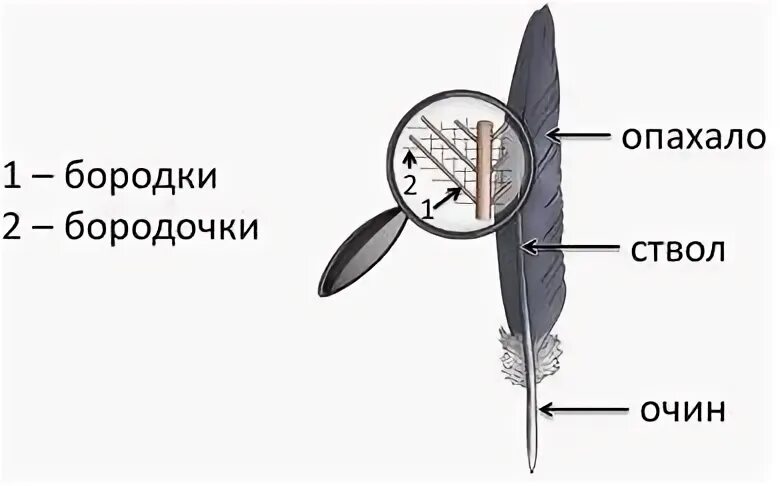 Рассмотрите набор перьев найдите среди них контурное. Строение пера. Строение пера птицы. Строение пера и типы перьев. Строение контурного пера птицы.