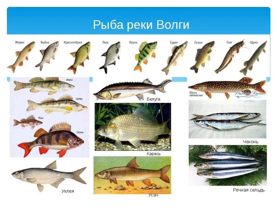 Какие виды рыб водятся в Волге. Какая рыба водится в реке Волга. Рыба обитающая в Волге. Рыба которая водится в воге.