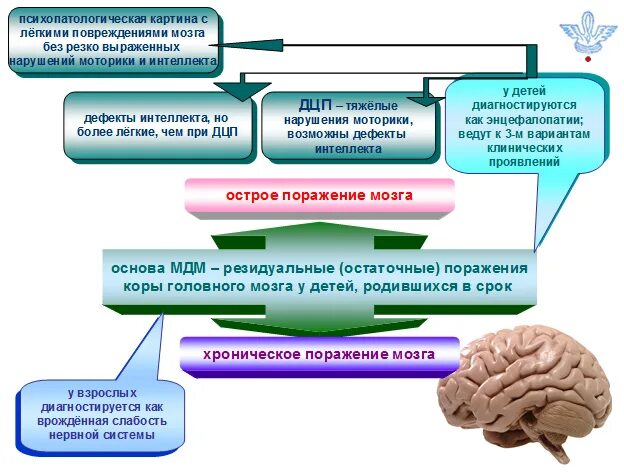 Нарушение функций мозга. Мозг при СДВГ. Минимальная дисфункция мозга. Мозг человека с СДВГ.