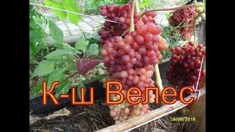Кишмиш велес виноград описание сорта фото отзывы