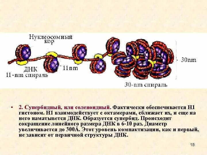 Связана с белками гистонами. Нуклеомерный уровень компактизации хроматина. Уровни компактизации ДНК эукариот. Второй уровень компактизации ДНК. Супербидный уровень компактизации ДНК.