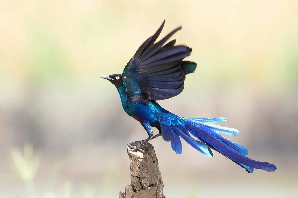 Попугай ара гиацинтовый. Птицы тайланда голубые. Большая синяя птица. Попугай ара синий. Ракетохвостый колибри.