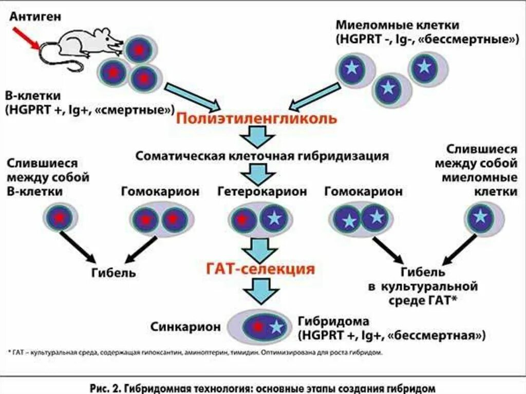 Моноклональные антитела Гибридомная технология. Получение моноклональных антител иммунология. Схема получения моноклональных антител иммунология. Гибридомная технология получения моноклональных антител. Для гибридом используются