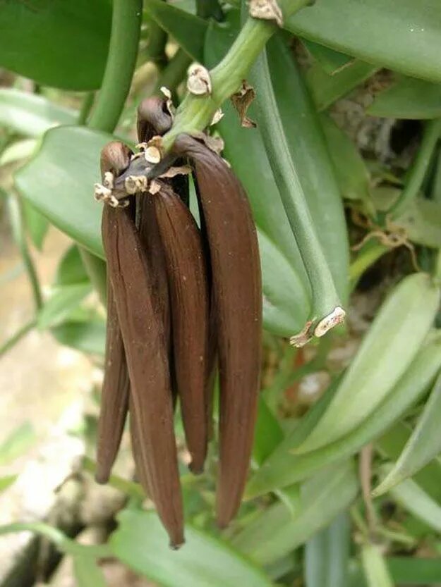 Vanilla tree. Ваниль плосколистная (vanilla planifolia). vanilla planifolia стручки. бурбонская ваниль растение.