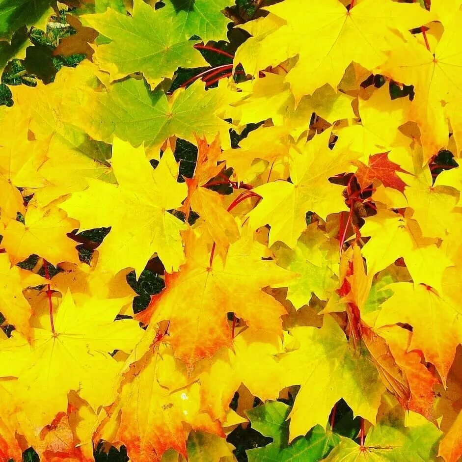 Листья желтые по краям. Желтый лист. Желтый лист клена. Клен осенью. Клен желтый.