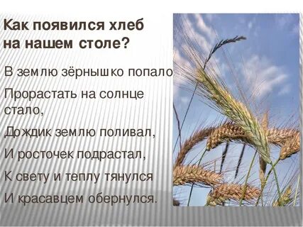 Как появляется хлеб видео для детей