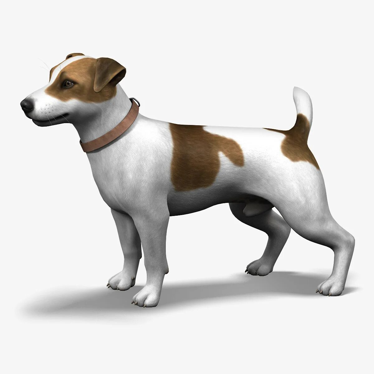 Джек-Рассел-терьер. Джек Рассел 3. Jack Russell Terrier 3d model. 3д Джек Джек Рассел.