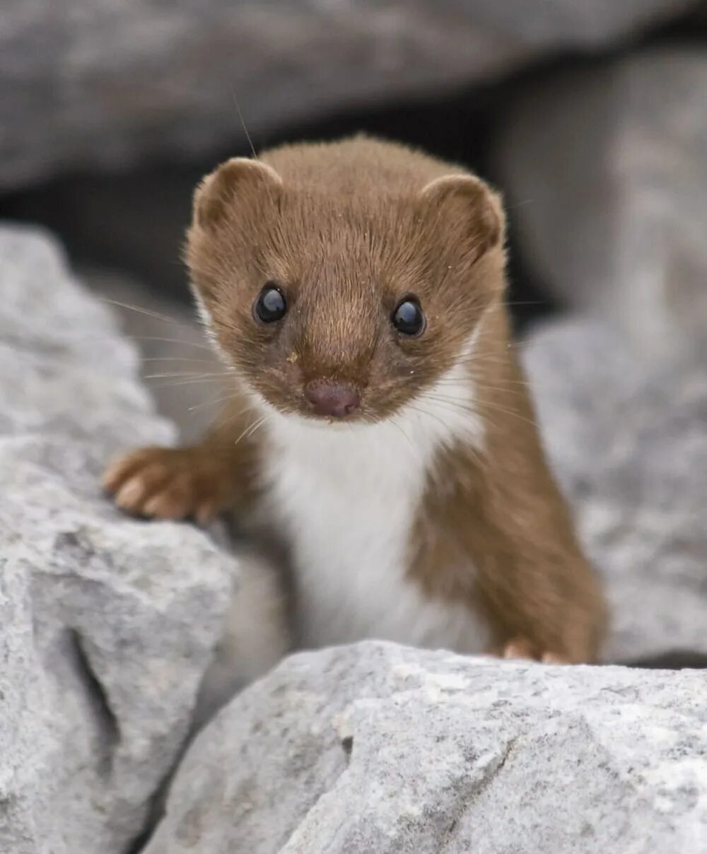 Известно что горностай хищное. Ласка (Mustela nivalis). Солонгой Забайкальский. Ласка Mustela nivalis Linnaeus, 1766 ареал. Солонгой животное.