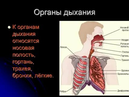 Последовательность поступления воздуха в легкие