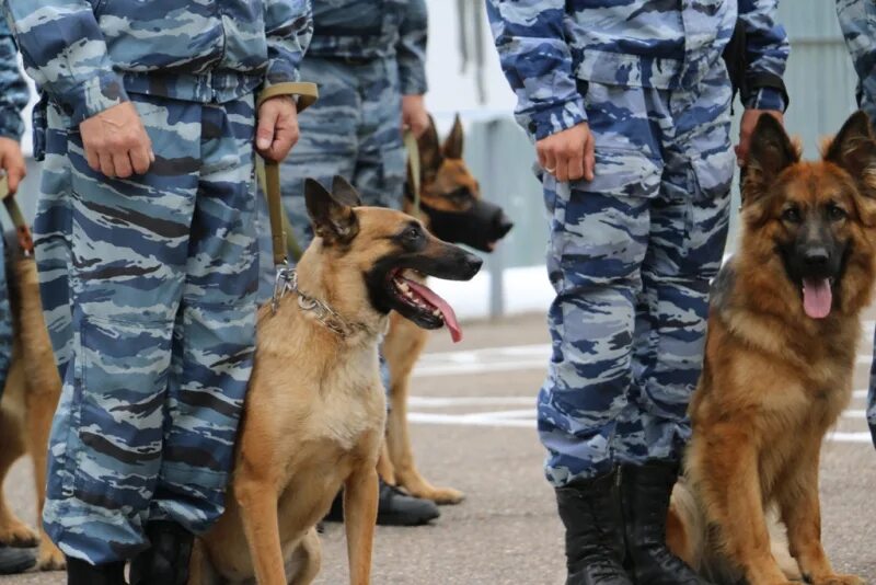 21 Июня день кинологической службы МВД. День кинологических подразделений МВД России день кинолога 21 июня. День образования кинологической службы МВД. 21 Июня день кинологической службы УИС. Московских кинолог