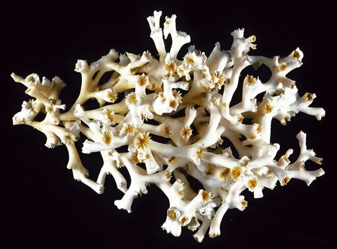 Скелет коралла