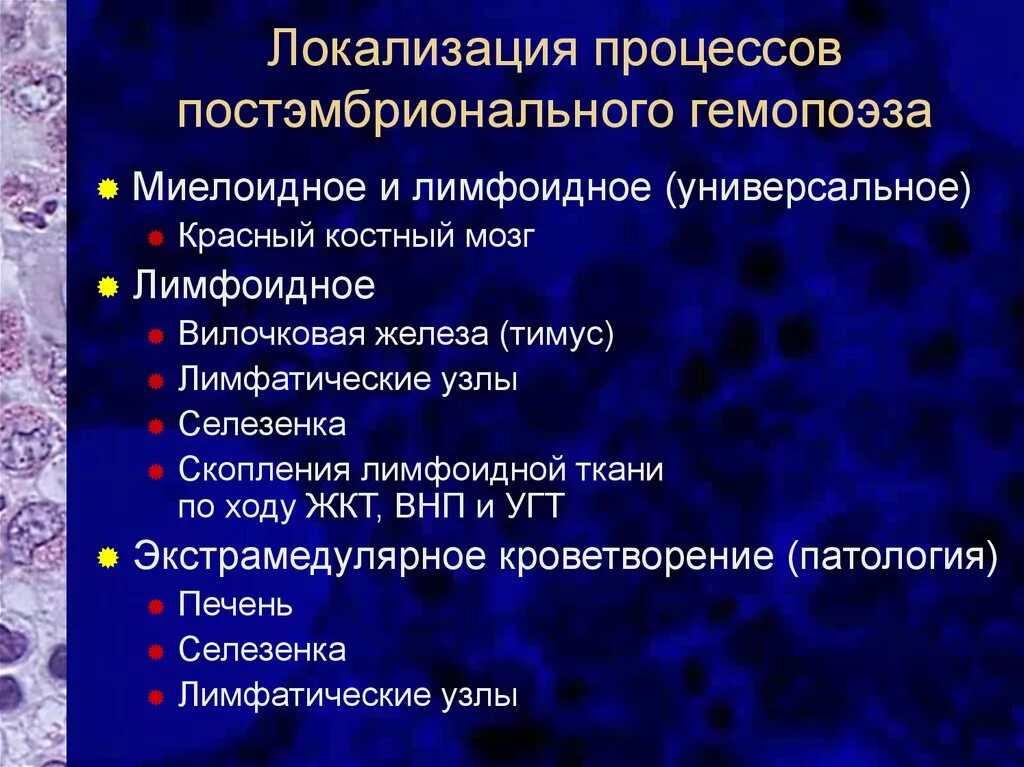 Эмбриональный гемопоэз. Кроветворение. Эмбриональный постэмбриональный гемоцитопоэз.. Локализация постэмбрионального гемопоэза. Кроветворение гистология. Схема постэмбрионального гемопоэза.