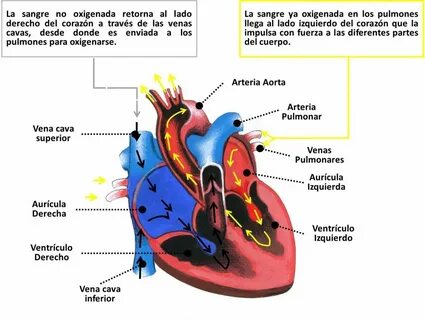 Del corazon