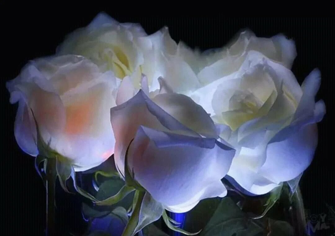 Красивые цветы ночью. Красивые белые розы. Доброй ночи цветы. Вечерний букет цветов.