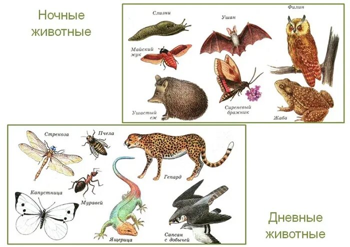 Дневные животные примеры. Ночные животные примеры. Дневные и ночные животные. Животные с дневным образом жизни. Дневные животные список