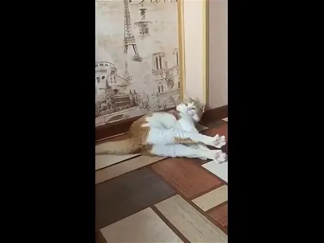 Ржд выкинули кота