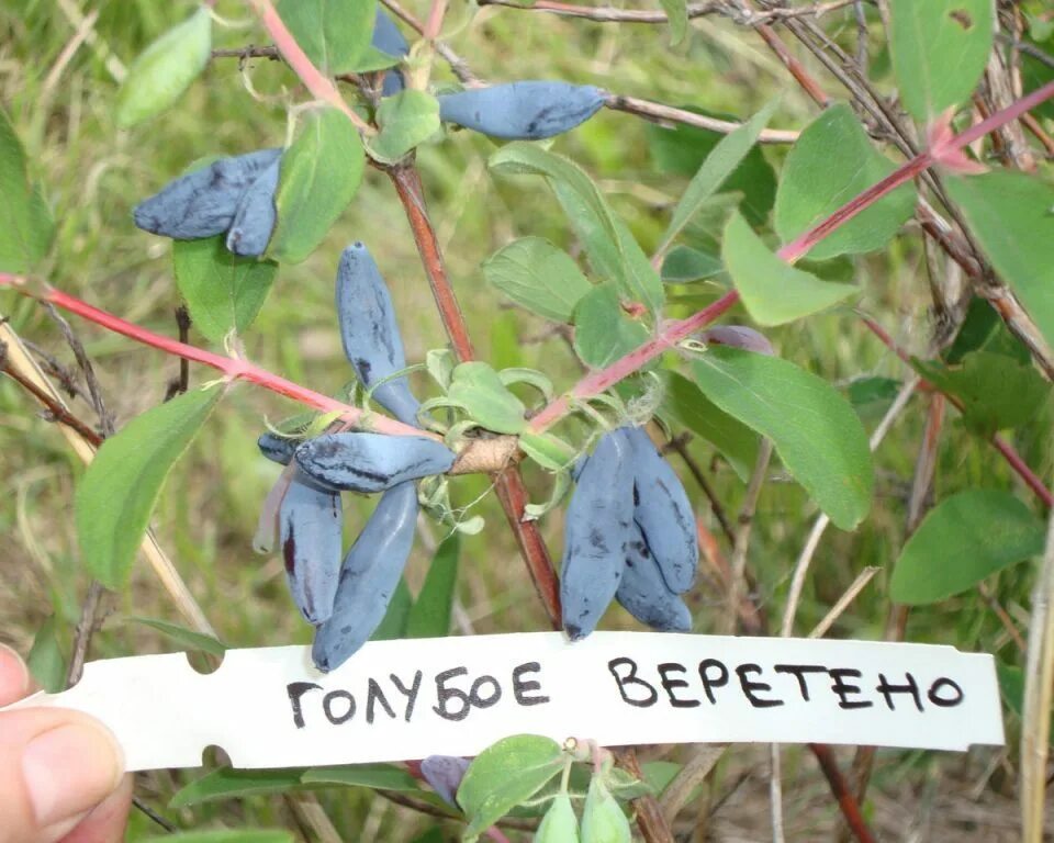 Жимолость голубое веретено описание фото. Жимолость голубая (Lonicera caerulea). Жимолость голубое Веретено. Жимолость Камчатская голубое Веретено. Жимолость сорт голубое Веретено.