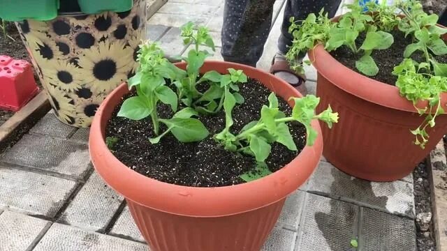 Пересадка петуний в горшок. Лобелия ампельная рассада. Пикировка лобелии ампельной. Петуния ампельная рассада. Остеоспермум прищипывают.