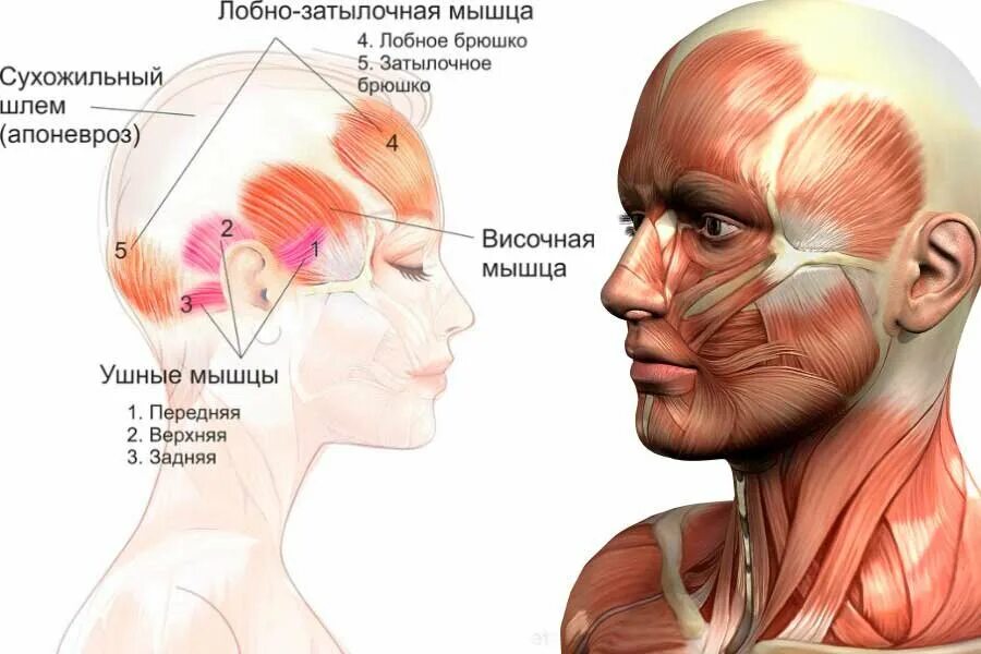 Массаж апоневроза головы