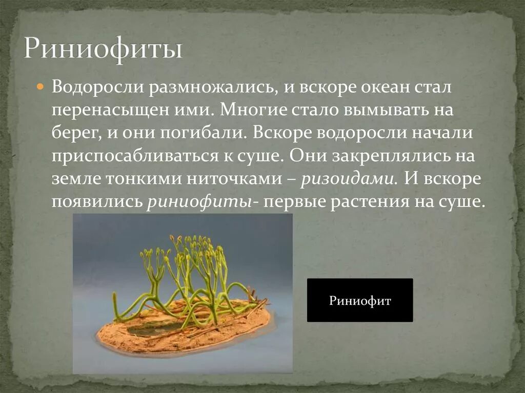 Риниофит Риния. Псилофиты и риниофиты. Первые растения на суше. Риниофиты растения.
