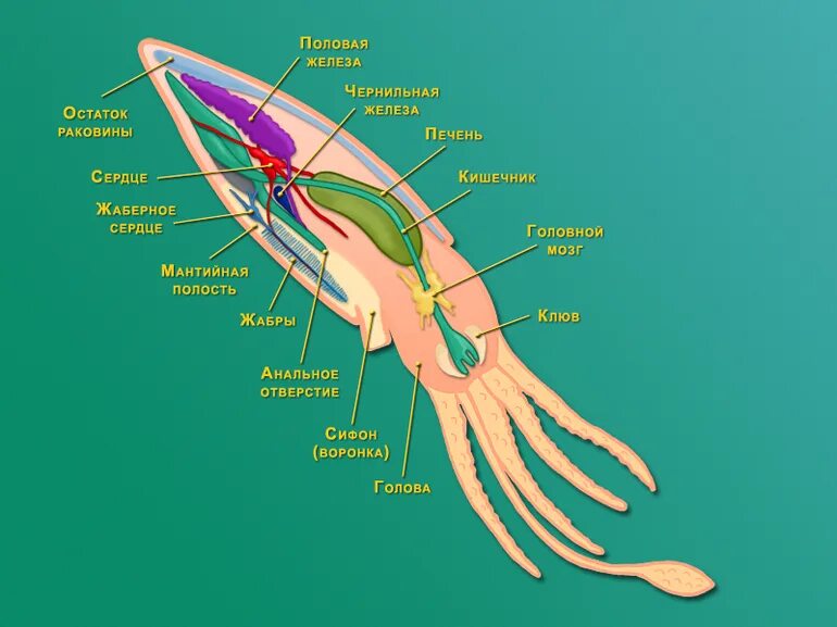 Сердце головоногих. Пищеварительная система кальмара. Головоногие моллюски строение кальмар. Строение кальмара схема. Кровеносная система головоногих моллюсков.